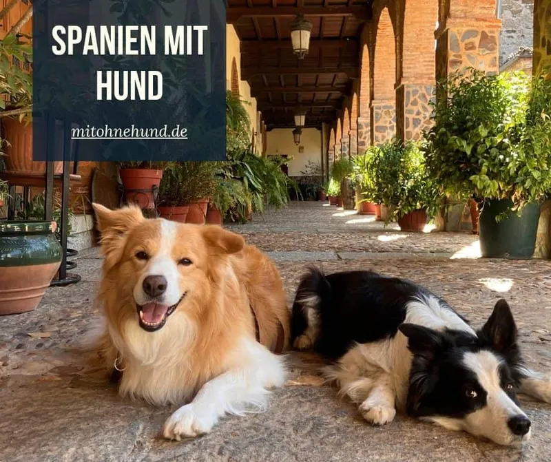 Mit Hund nach Spanien: Was du für die Reiseplanung wirklich wissen solltest