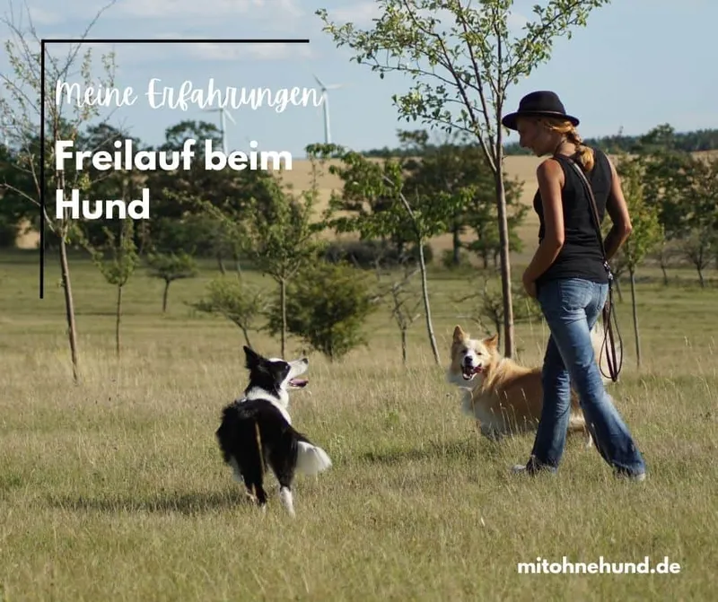 Freilauf beim Hund: Wann du deinen Hund ohne Leine laufen lassen kannst