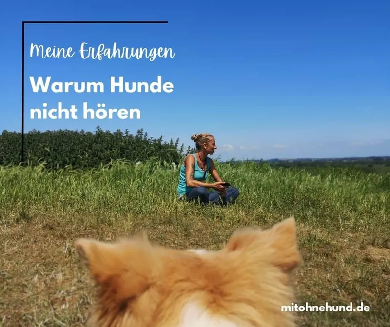 Der Hund hört nicht – Ungehorsam richtig verstehen