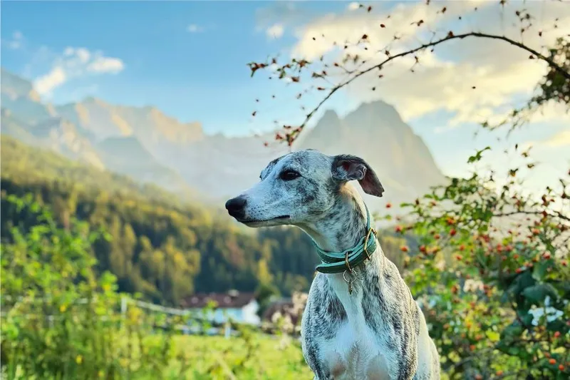 Alpenüberquerung Garmisch-Meran mit Hund: 7 unverzichtbare Wanderhighlights