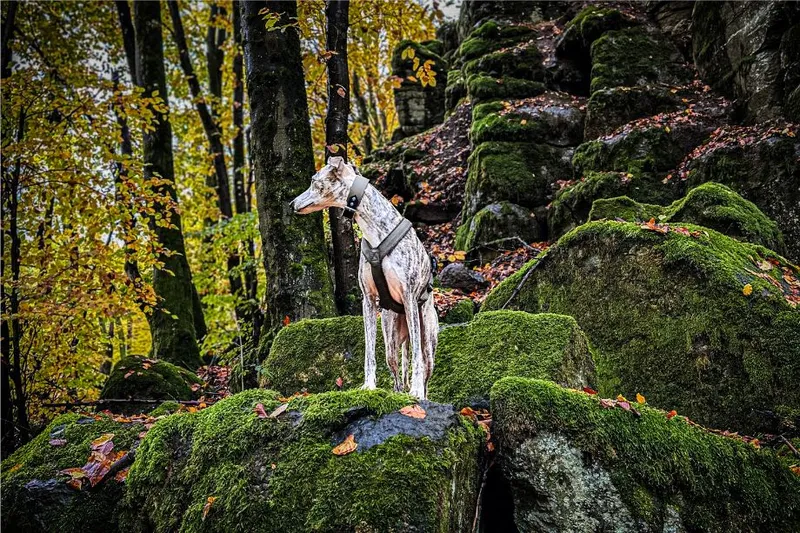 Wandern im Westerwald: 4 herbstliche Wandertouren mit Hund