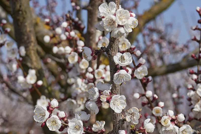 Marillenblüte Wachau – Den Blütenzauber hautnah erleben