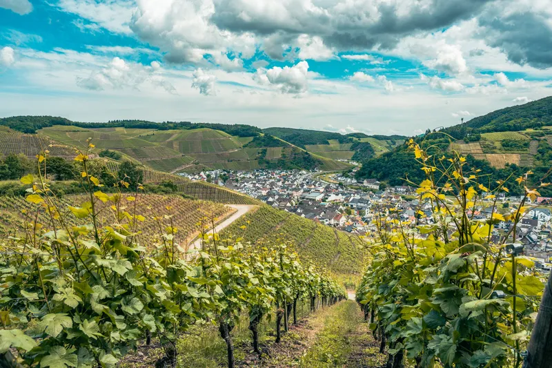 Über Stock und Stein auf dem Rotweinwanderweg zwischen Dernau und Altenahr.