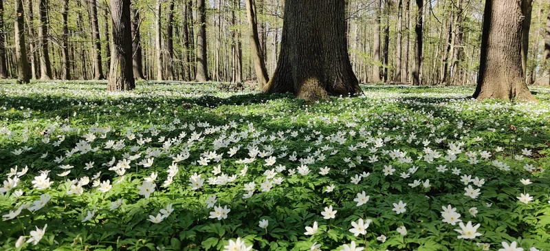 Lasker Auenwald – eine unscheinbare Naturschönheit im Frühling