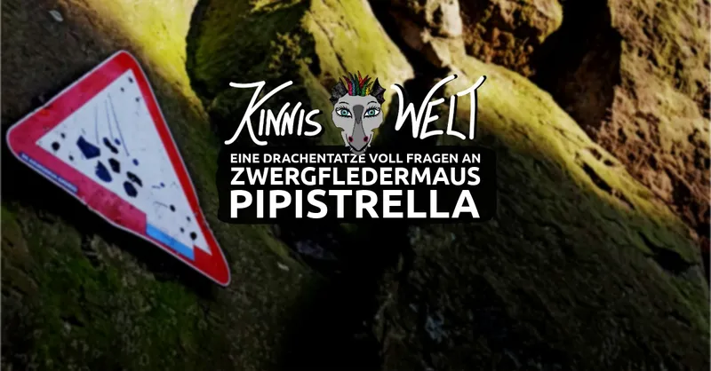 Eine Drachentatze voll Fragen an Zwergfledermaus Pipistrella