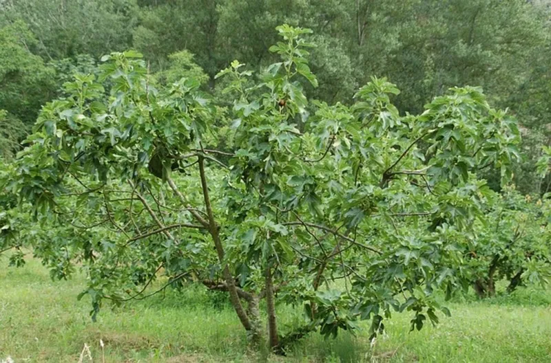 Baumhoroskop: Feigenbaum