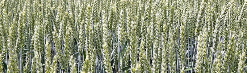 Warum ich Monokulturen nicht mag – und Marken als Ökosystem sehe