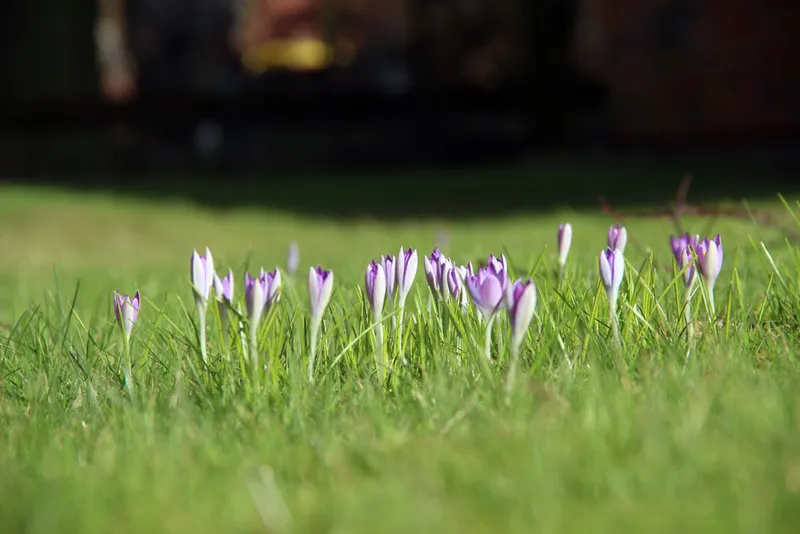 Krokusblüte Husum: Wann lohnt sich der Besuch wirklich? + meine ehrlichen Frühlingstipps