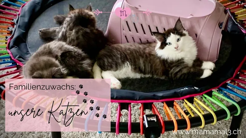 Haustiere für Kinder? Unsere Wahl: Katzen
