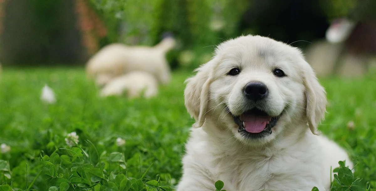 - Hunde.plus
