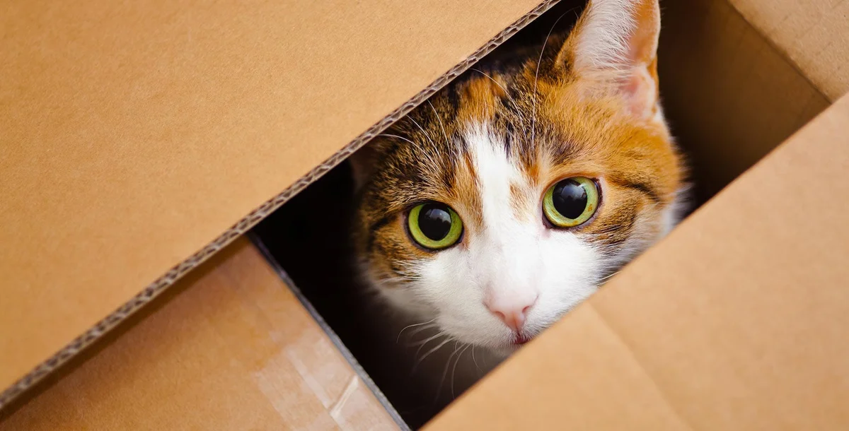 - Katzenmagazin.com