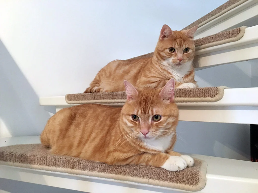 Wohnungskatzen | Katzenblog über den Alltag mit Katzen