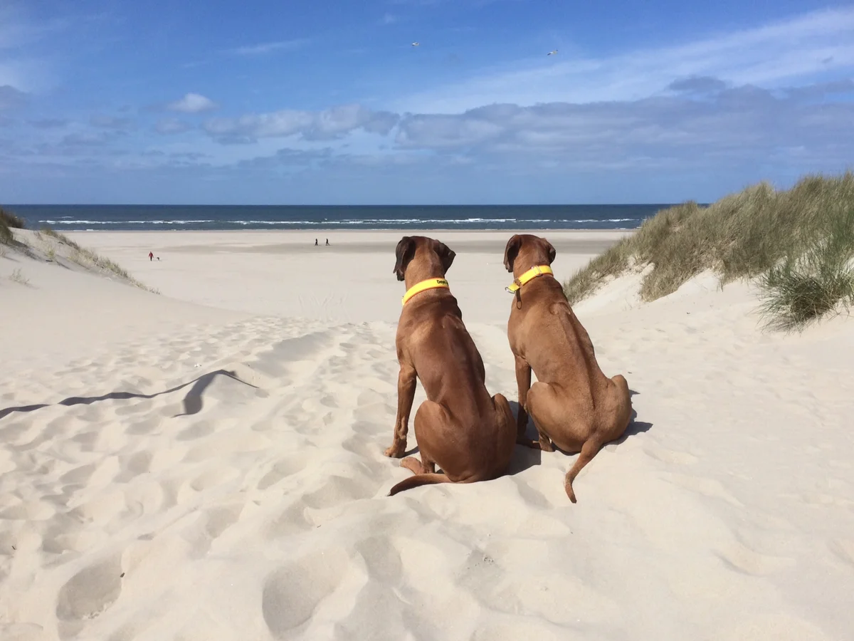 Reisen mit Hund | HundeReisenMehr