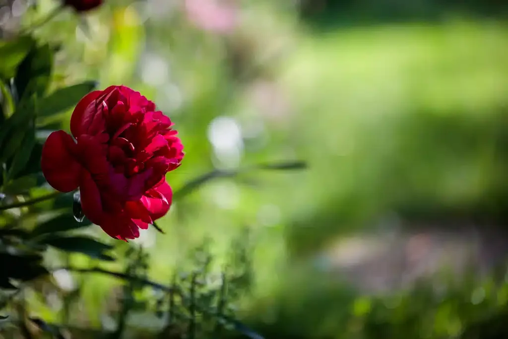 rosenaturart - Alltagspoesie ♥ Kleine Auszeiten zum Innehalten
