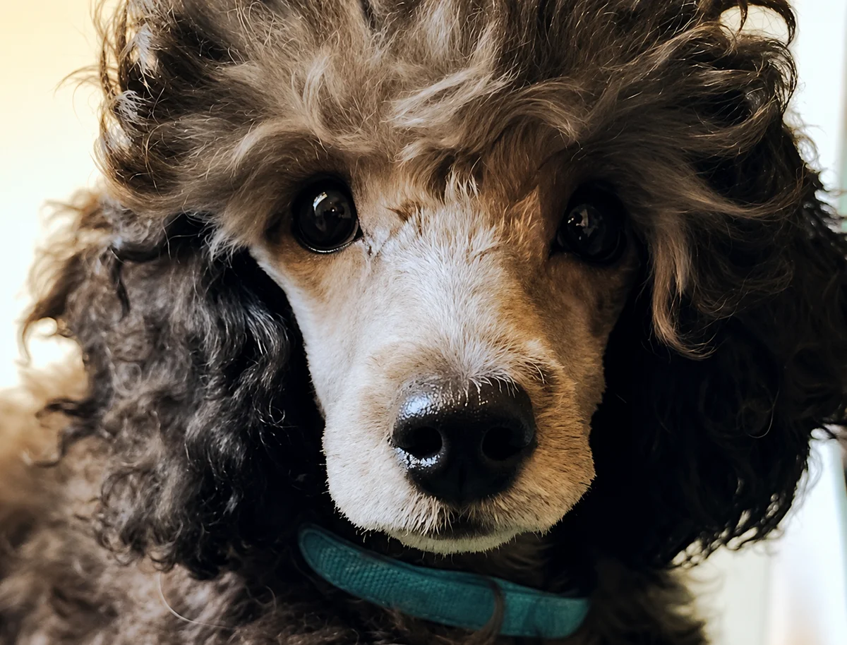 PunkRockPudel – Kleine Hunde ganz groß