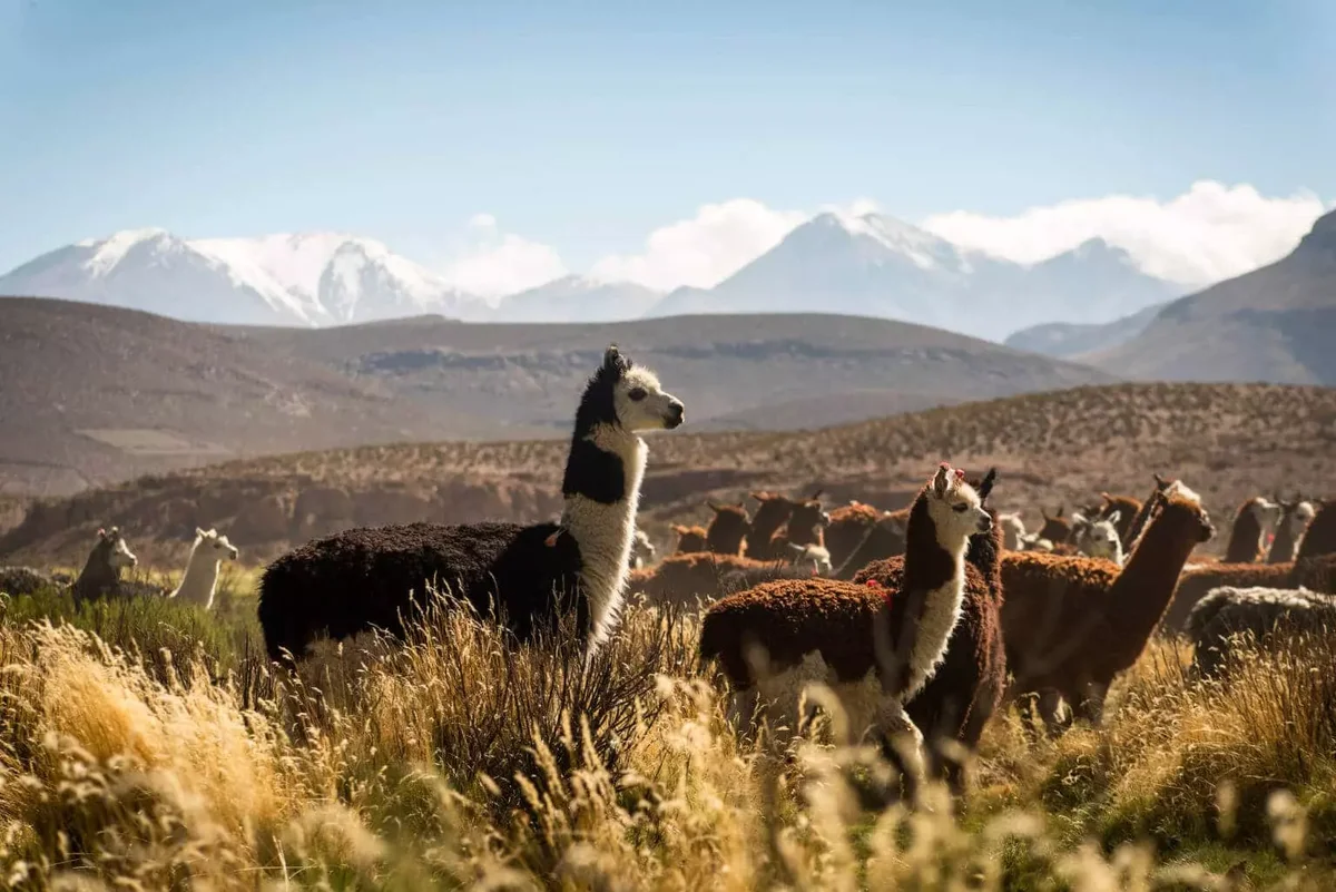 Southtraveler.de
