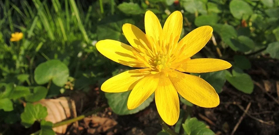 Wildes Berlin - Natur in der Stadt