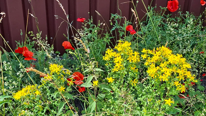 Wild. Grün. Bunt.